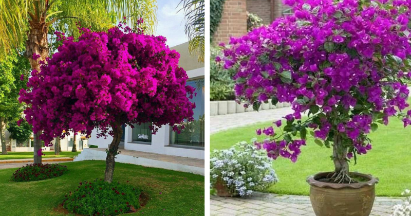 Prendre soin des bougainvilliers en pot : guide étape par étape
