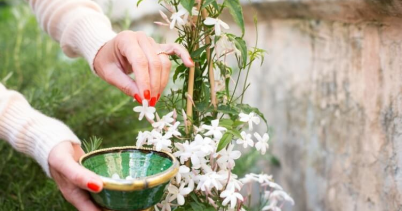 Propagation du jasmin d’hiver par boutures