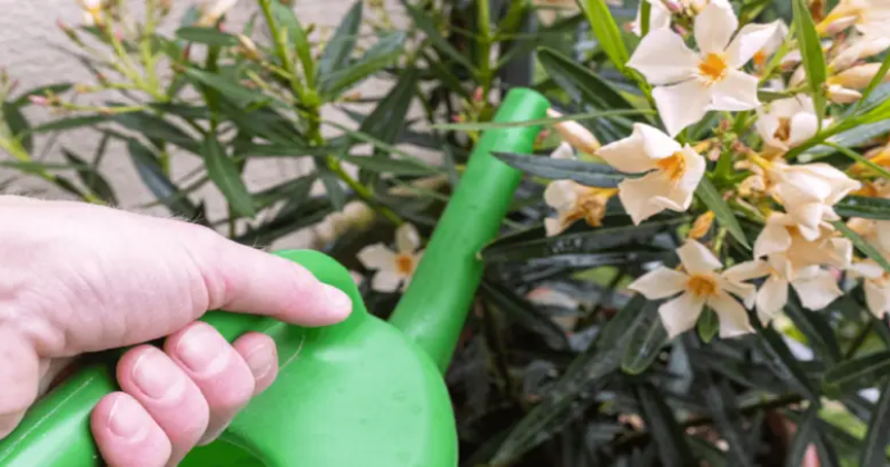 Quand arroser les lauriers roses : Guide complet pour un arrosage optimal