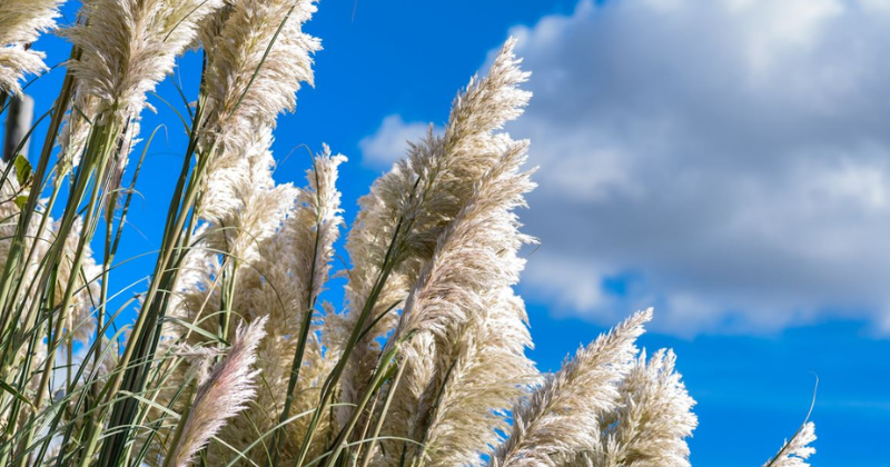 Quand et comment tailler l’herbe de Chine ?