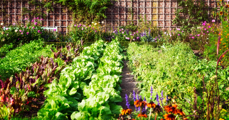 Que planter en août dans votre potager.