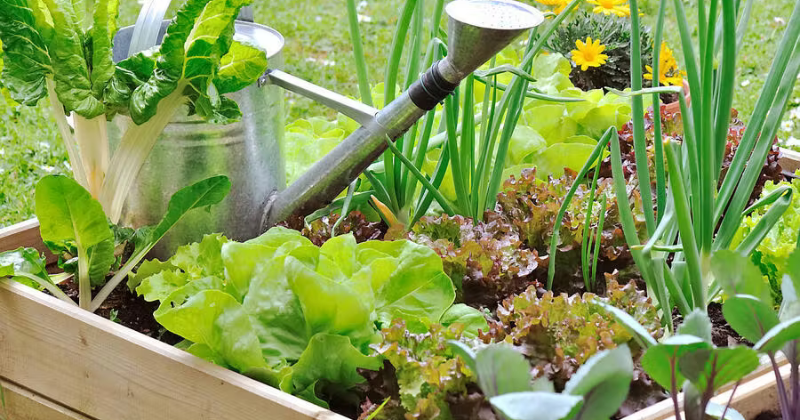 Que planter en mars dans votre potager