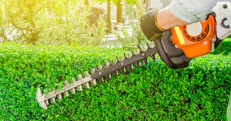 Quel taille-haie choisir pour son jardin ?
