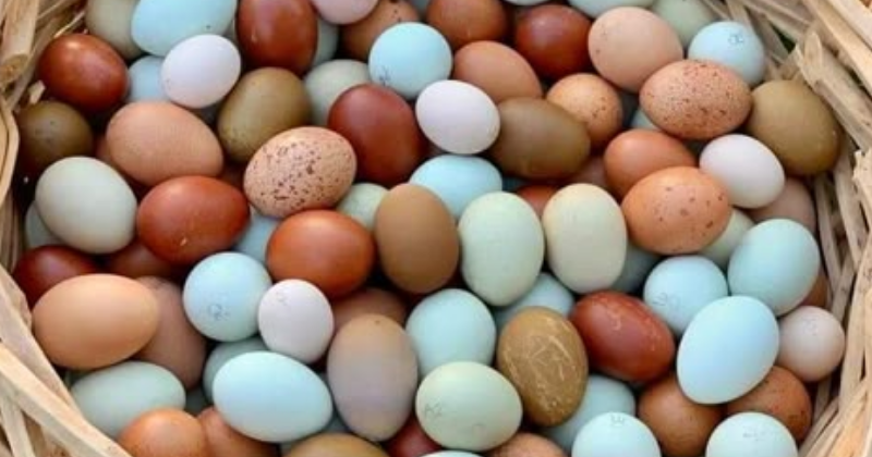 Quelles Poules Pondent des Œufs Bleus ?