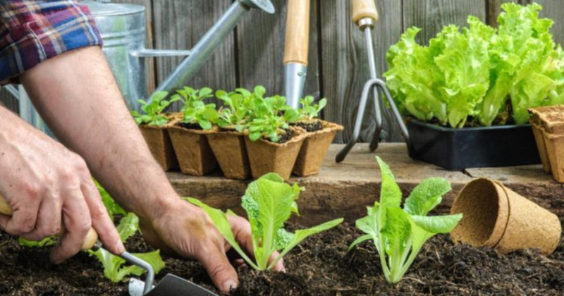 Quoi planter en avril !