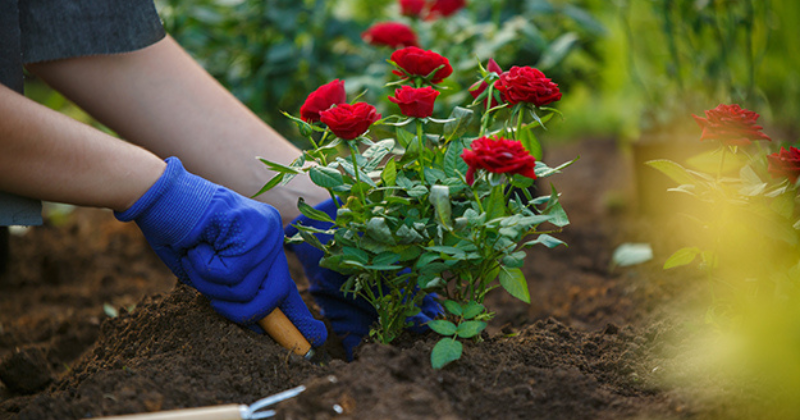 Roses dans de petits espaces : le secret d’un jardin extraordinaire