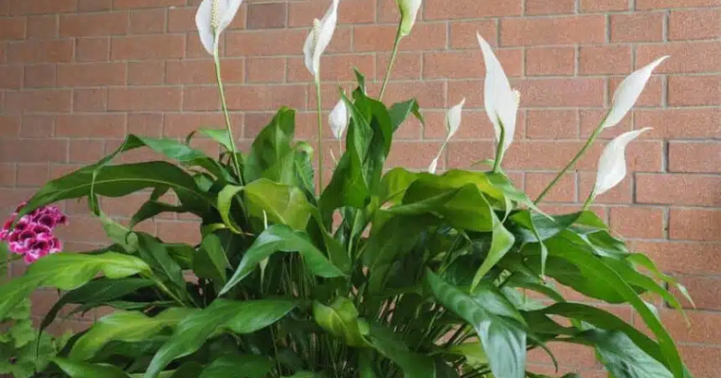 Spathiphyllum : le liquide naturel qui active sa floraison