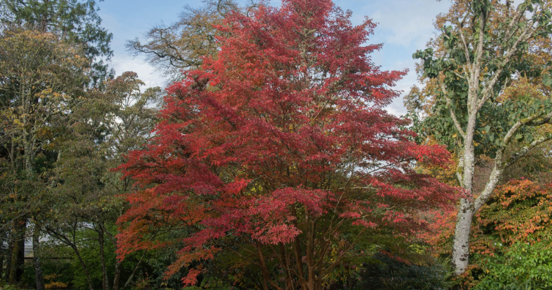 Stewartia japonais : un beau petit arbre pour le paysage
