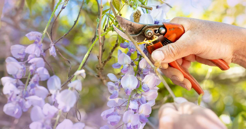 Taille de la Glycine : Calendrier et Techniques Essentielles