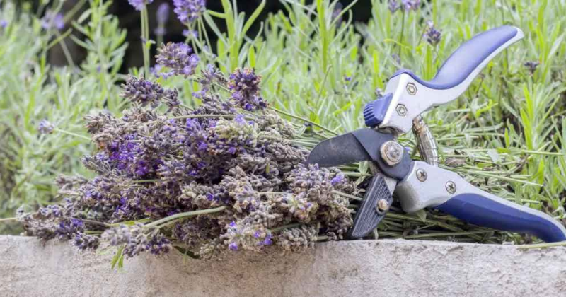 Taille de la Lavande : Guide Complet pour un Jardin Florissant