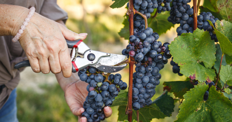 Taille de la vigne : Guide complet pour une taille optimale