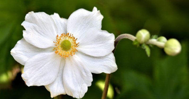 Taille de l’anémone d’automne : c’est ce dont la floraison tardive a besoin .
