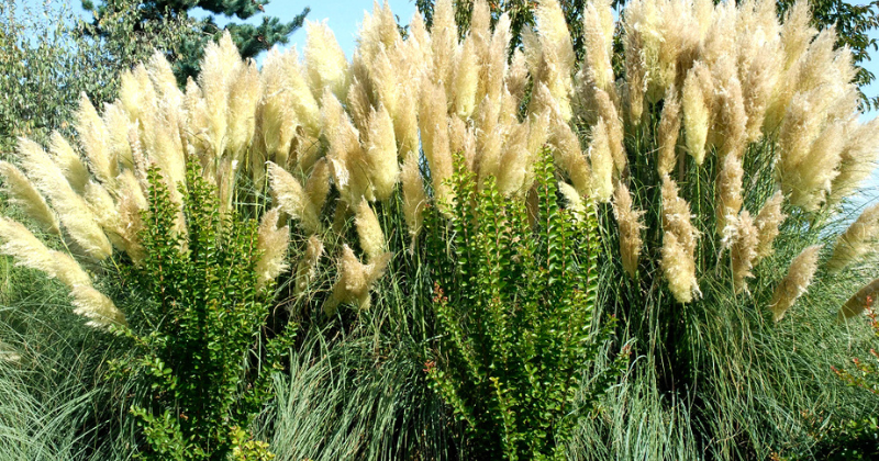 Taille de l’herbe de la pampa : conseils d’élagage de l’expert