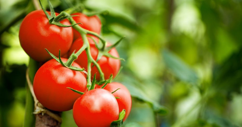 Taille des Tomates : Le Guide Complet pour une Récolte Abondante