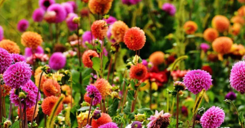 Taille des dahlias : comment contrôler la taille des fleurs .