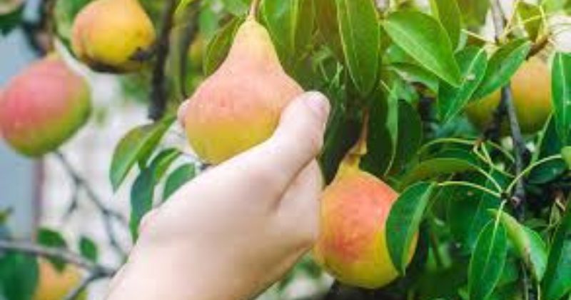 Taille des fruits piliers : voici comment procéder