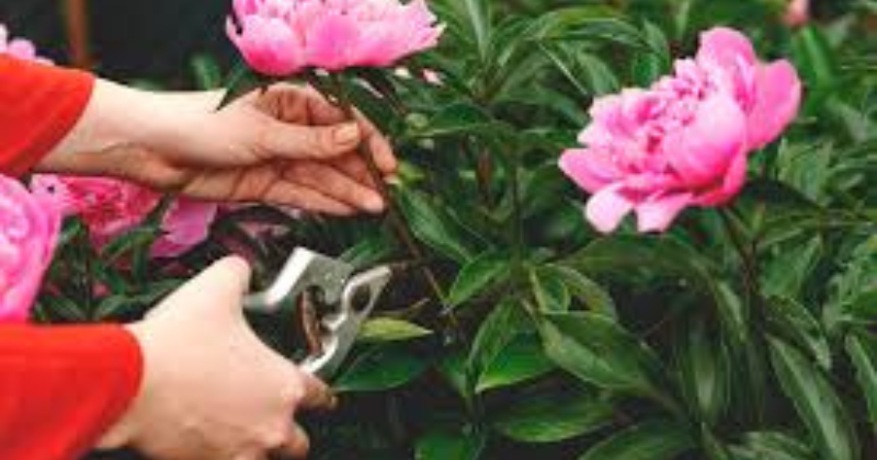 Taille des pivoines : Comment faire correctement ?
