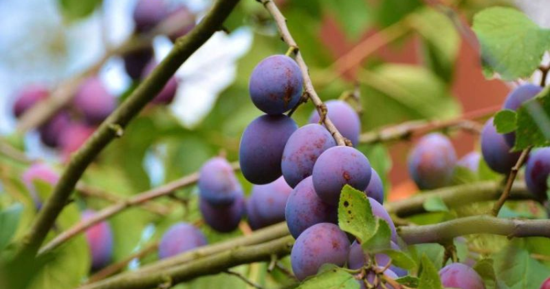 Taille des pruniers : Guide complet pour une fructification optimale