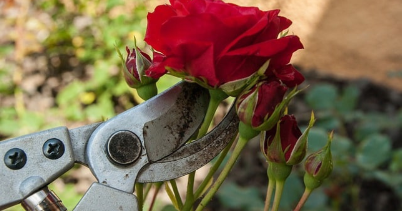 Taille des roses précieuses : conseils professionnels sur le timing et une taille parfaite