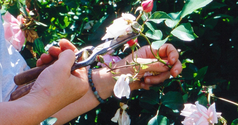 Taille des rosiers fanés : oui ou non ?