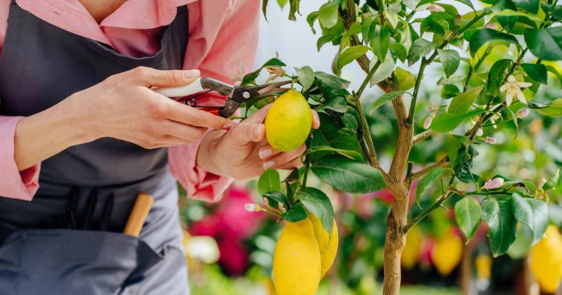 Taille d’un citronnier : Tout au bon moment & taille