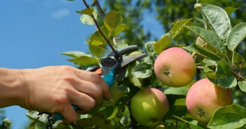 Taille d’un pommier : conseils pour chaque type d’arbre