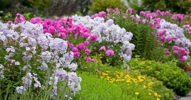 Taille du Phlox : Conseils Professionnels pour le Bon Moment et la Méthode Appropriée