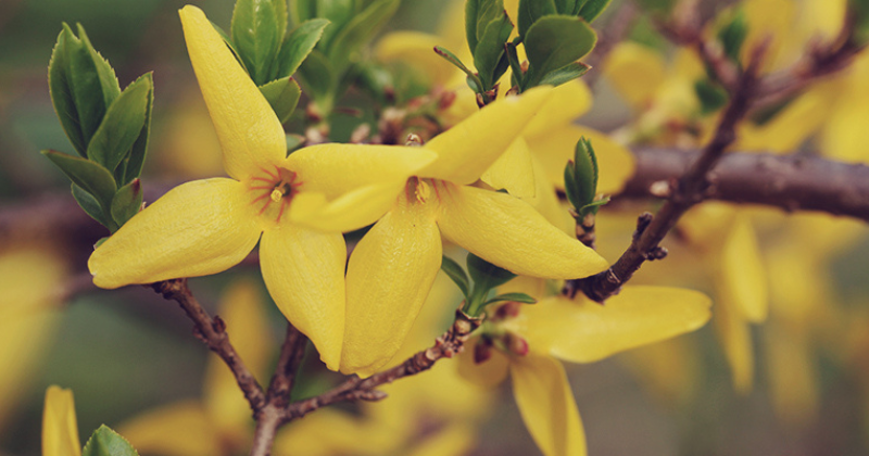 Taille du forsythia : comment le faire fleurir particulièrement bien