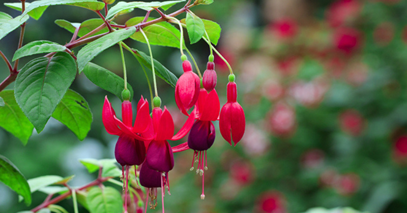 Taille du fuchsia : comment le faire professionnellement .