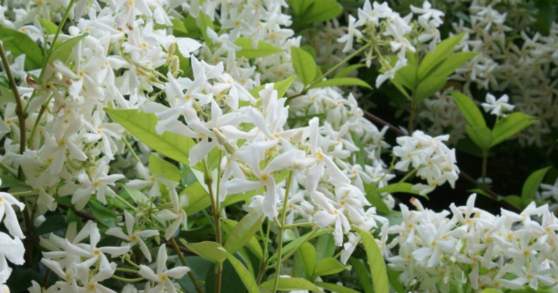 Taille du jasmin : Comment réussir sa taille
