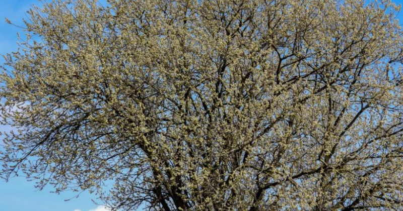 Taille du saule arlequin : comment bien faire les choses .