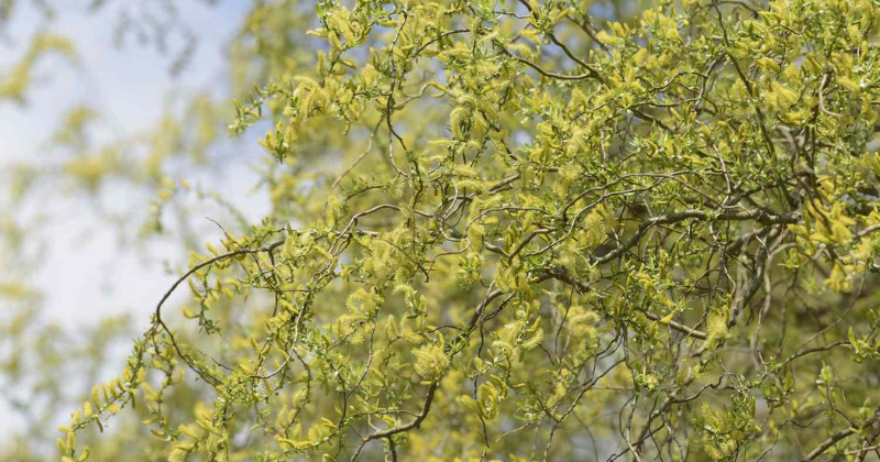 Taille du saule tire-bouchon : voici comment ça marche .