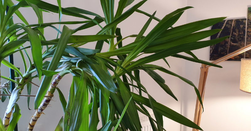 Taille et propagation du yucca