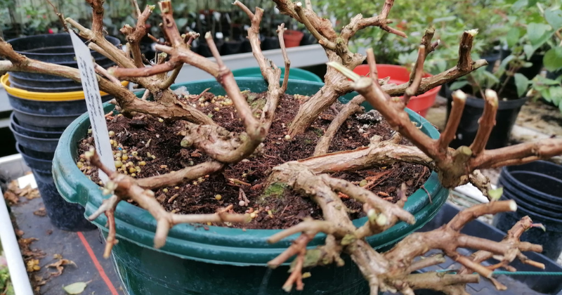 Taille fuchsias : taille topiaire & taille d’hiver
