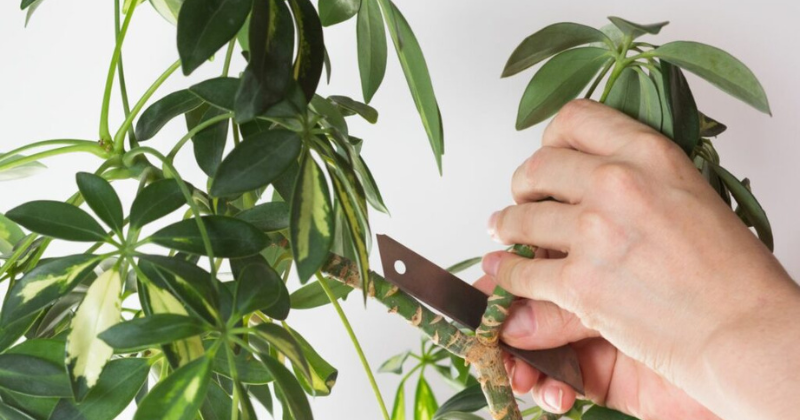 Tailler Schefflera : À quoi devez-vous faire attention ?