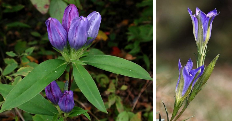 Tailler correctement la gentiane : guide complet pour une floraison éclatante