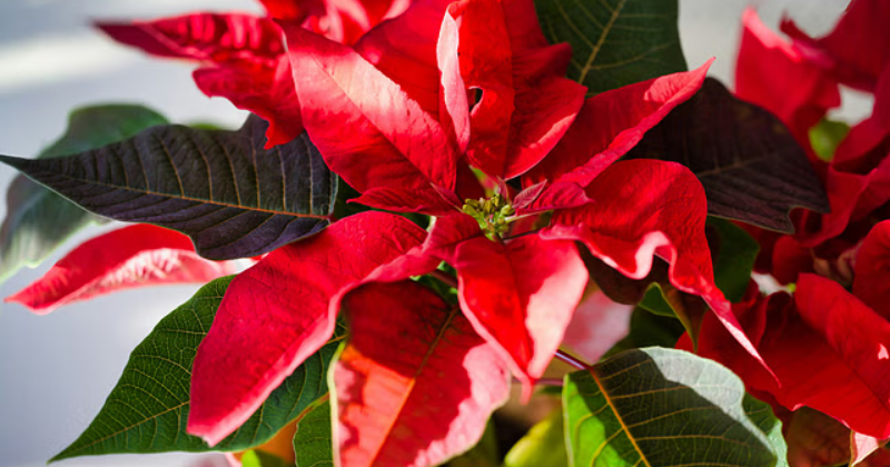 Tailler correctement les poinsettias.