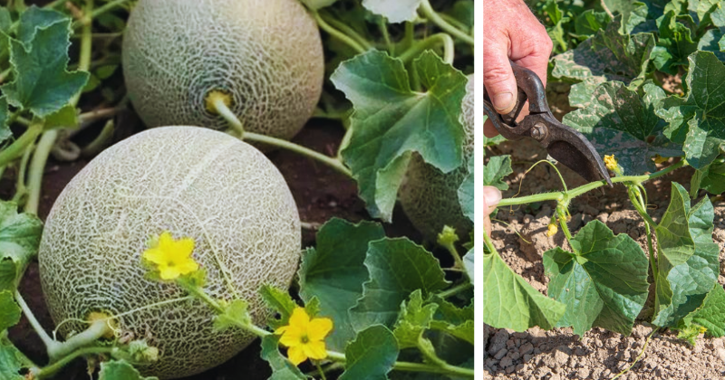 Tailler le melon : les techniques clés pour une récolte généreuse et savoureuse