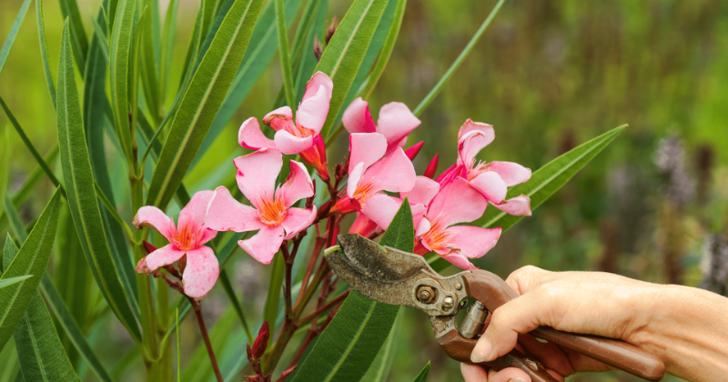 Tailler les lauriers roses : tout au bon moment et couper