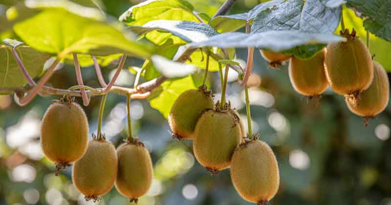 Tirez les mini kiwis sur un treillis