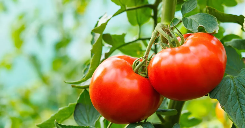 Tomates Greffées : Pourquoi et Comment Cultiver des Tomates Greffées dans Votre Jardin