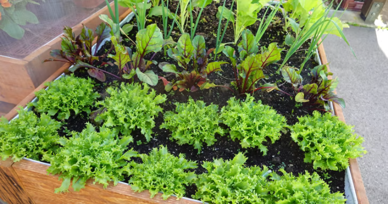 Top 10 des légumes-feuilles à cultiver dans le jardin de salades .