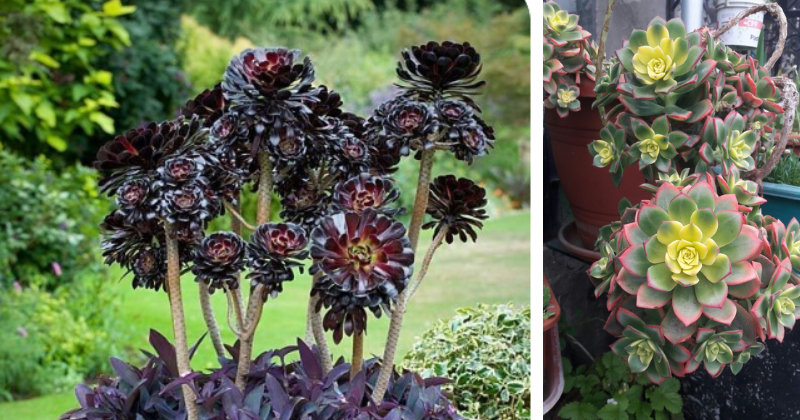 Tout savoir sur l’Aeonium : plantation, soins et conseils de culture
