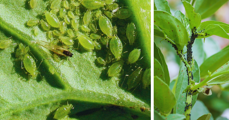 Tout savoir sur les pucerons : menace silencieuse pour vos plantes et comment les éliminer efficacement