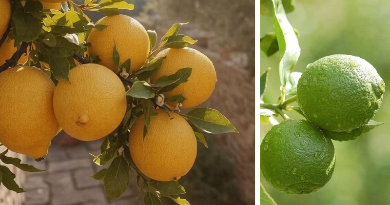 Un beau citron en 30 jours : la méthode facile pour faire pousser votre citronnier