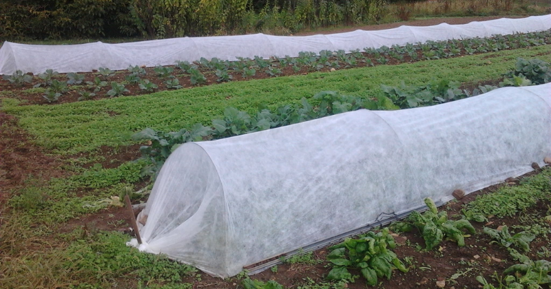 Une serre d’hiver : une façon productive de récolter des légumes tout l’hiver