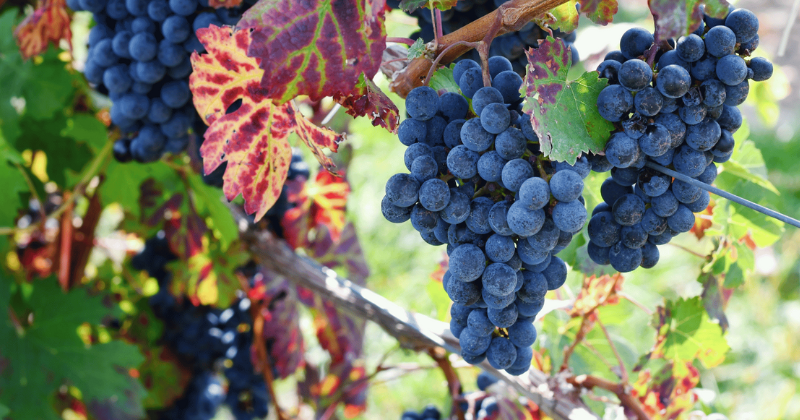 Vignes annuelles : 12 excellents choix pour le jardin