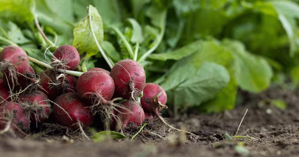 Légume ombre : les meilleures variétés à cultiver sans soleil direct