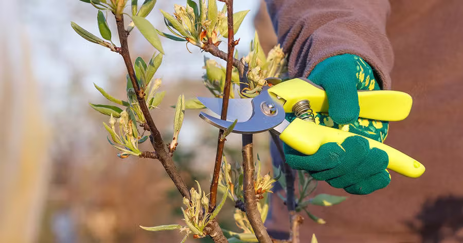 Pourquoi et comment faire la taille d’un arbre fruitier (pommier, poirier, cerisier, abricotier) ?
