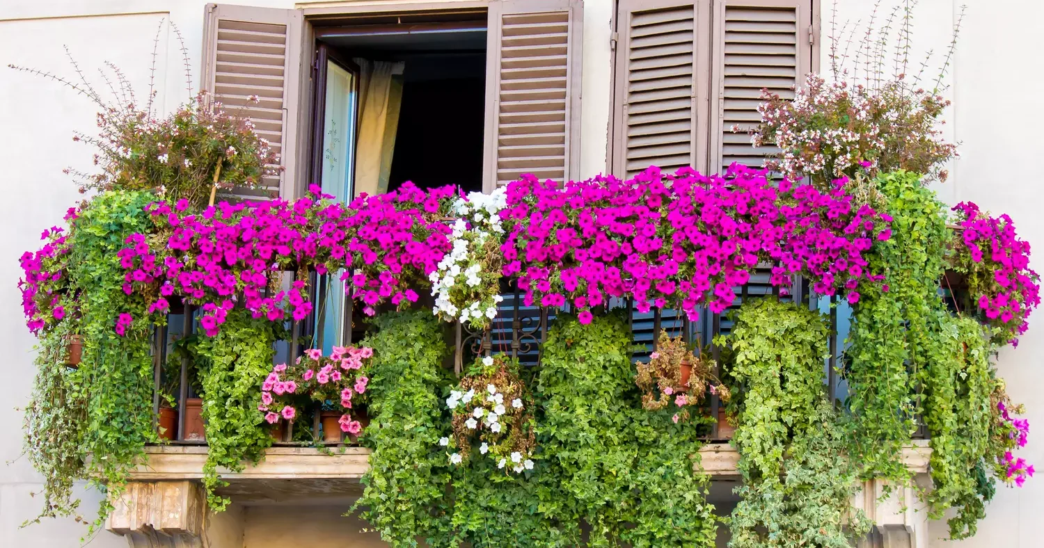 10 Plantes Rustiques à Fleurs pour un Jardin Fleuri Toute l’Année